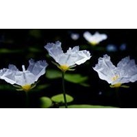 Dissanayake Kumudinei