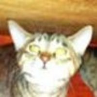 がんま 意識の低いがんま