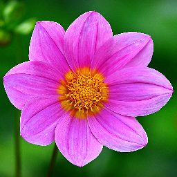 コスモスチャレンジ